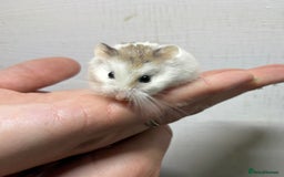 Hamster rodents for sale: Dwarf robrovski hamster babies  - Image 23