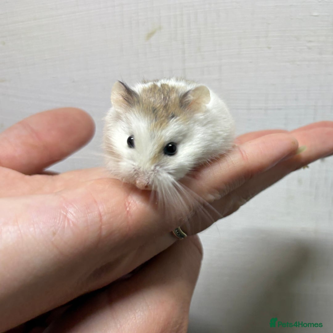Hamster rodents for sale: Dwarf robrovski hamster babies  - Image 23