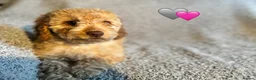 Cockapoo dogs for sale: 🐾 Stunning Litter of 8 Cockapoo Puppies! 🐾 - Advert 5