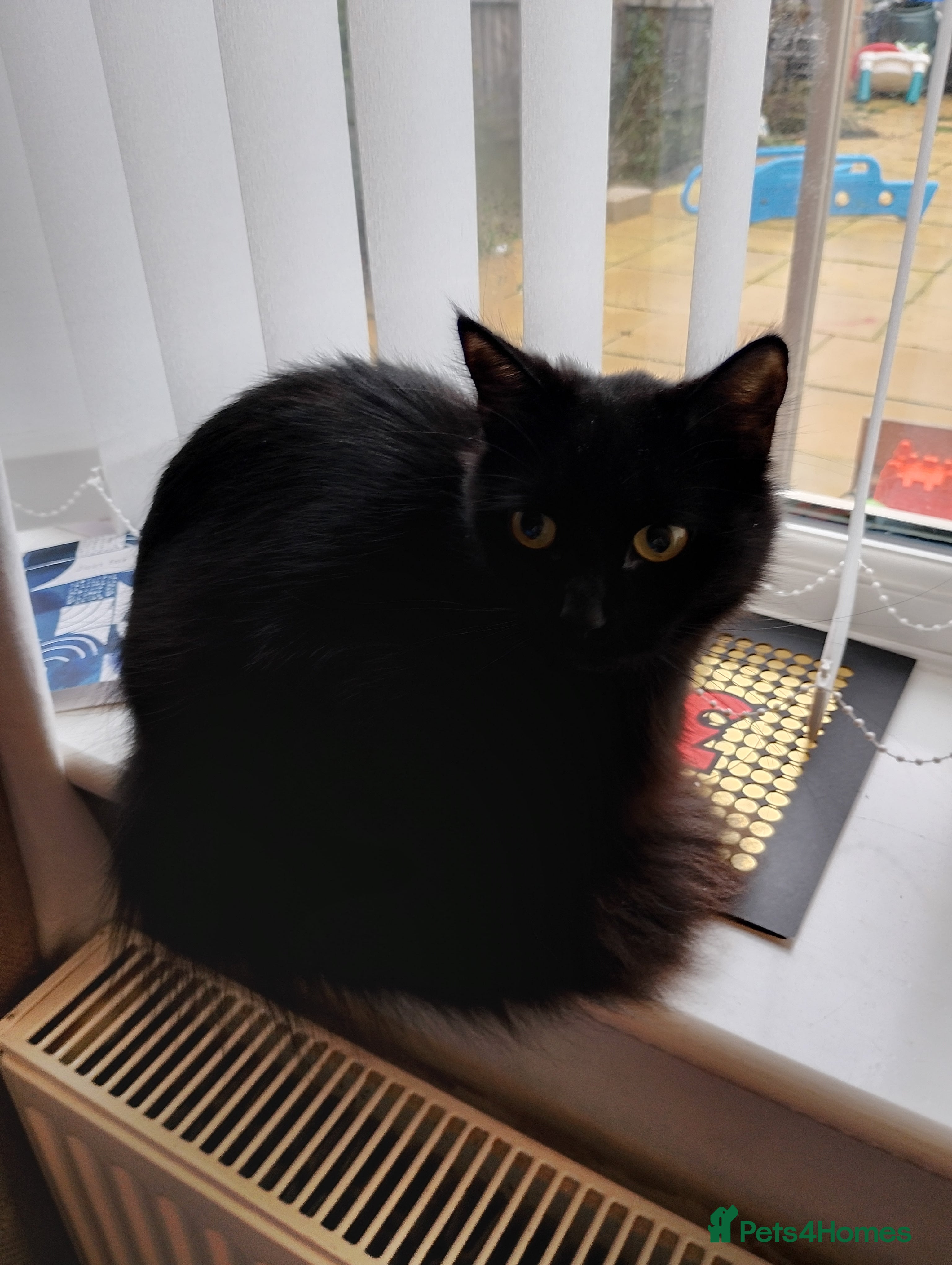 British Longhair cats 16 month old black cat  - Advert 3