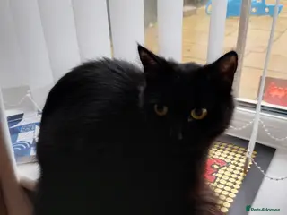 British Longhair cats 16 month old black cat - Advert 1