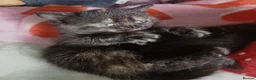 Mixed Breed cats for adoption: Kittens for sale, Jarrow in Jarrow - Advert 13