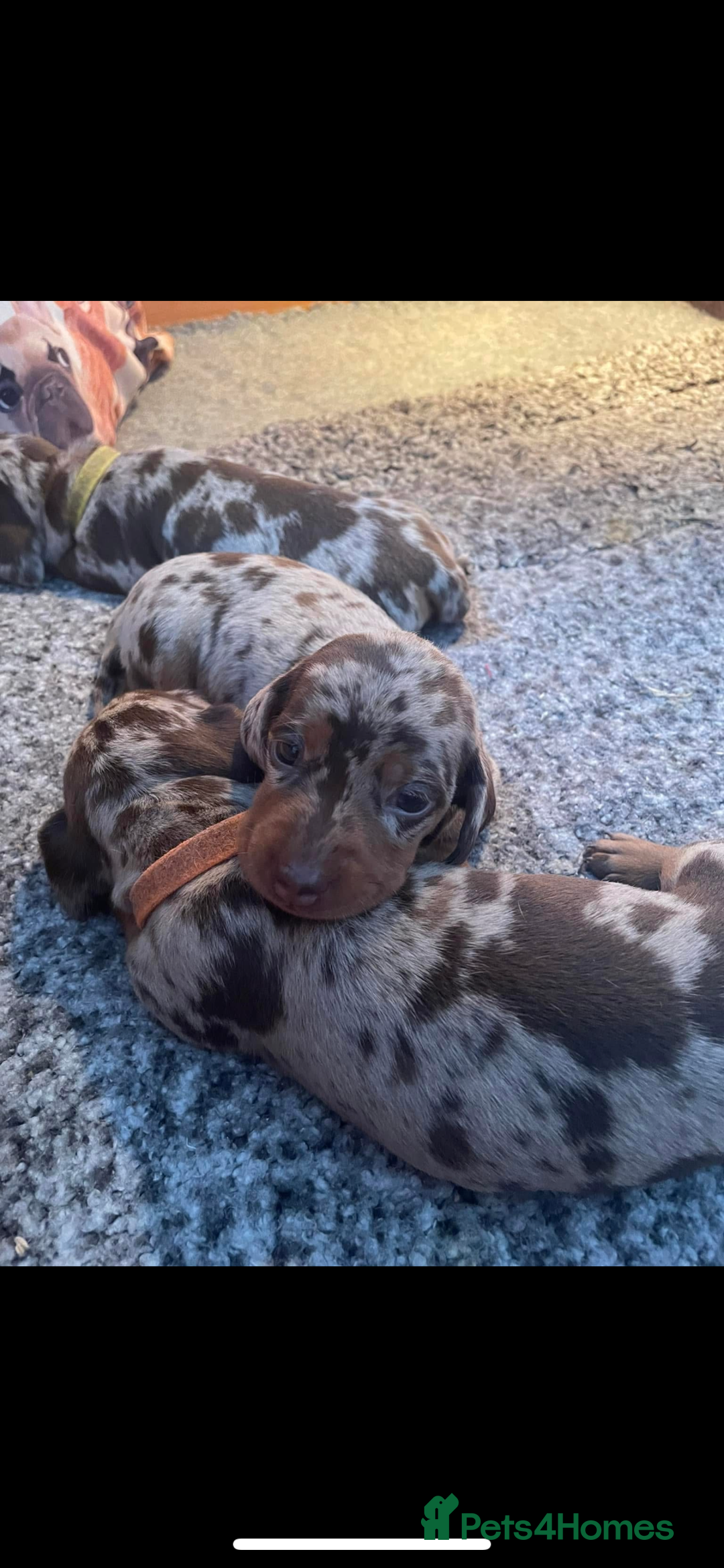Miniature Dachshund dogs for sale: Miniature dachshunds  - Image 14