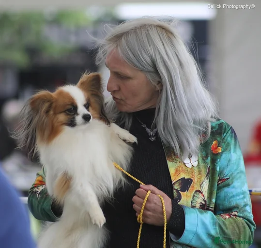 Gallery Image {{count}}