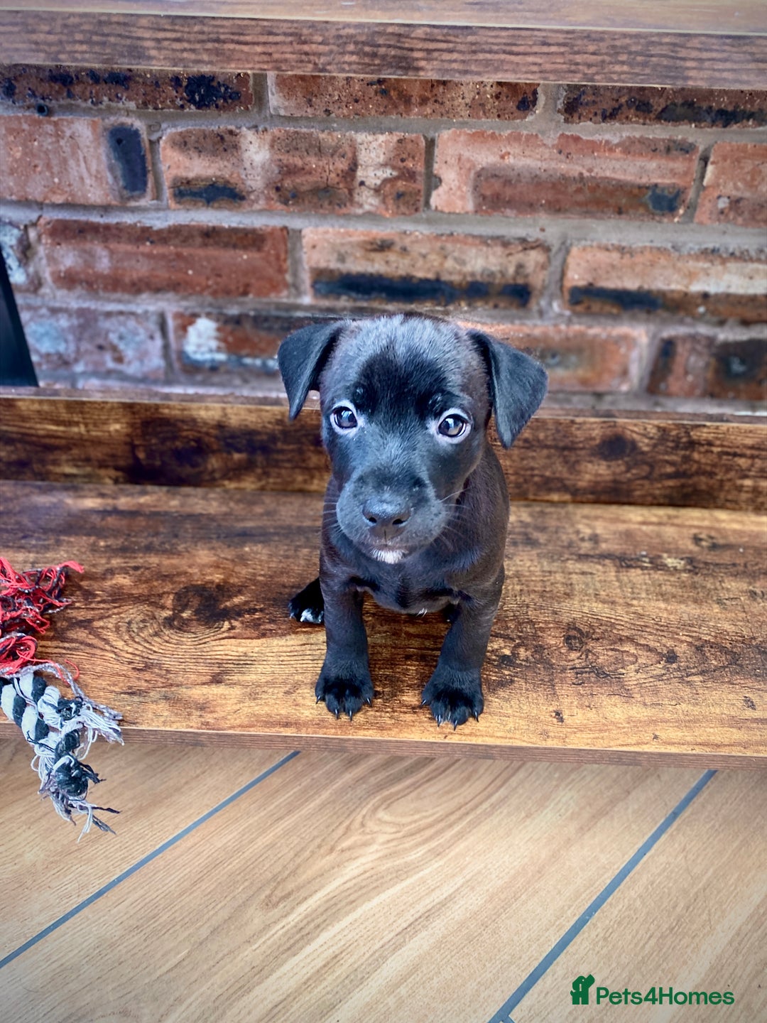 Mixed Breed dogs for sale: Plummer x Patterdale puppies  - Advert 2