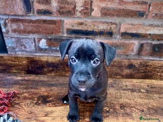 Mixed Breed dogs Plummer x Patterdale puppies - Advert 18