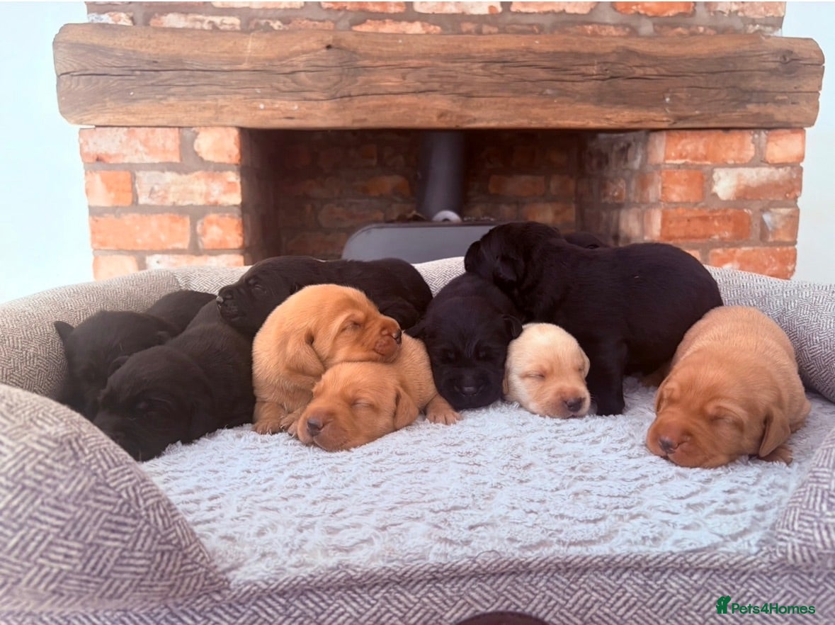 Labrador Retriever dogs Health Tested IGL Champion Bred Labrador Puppies  - Advert 1
