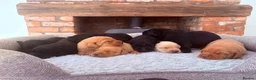 Labrador Retriever dogs for sale: Health Tested IGL Champion Bred Labrador Puppies  - Advert 1