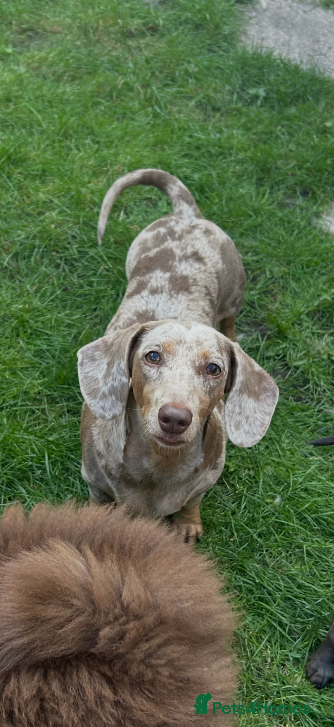 Miniature Dachshund dogs for sale: Beautiful dapple miniature dachshund  - Advert 2