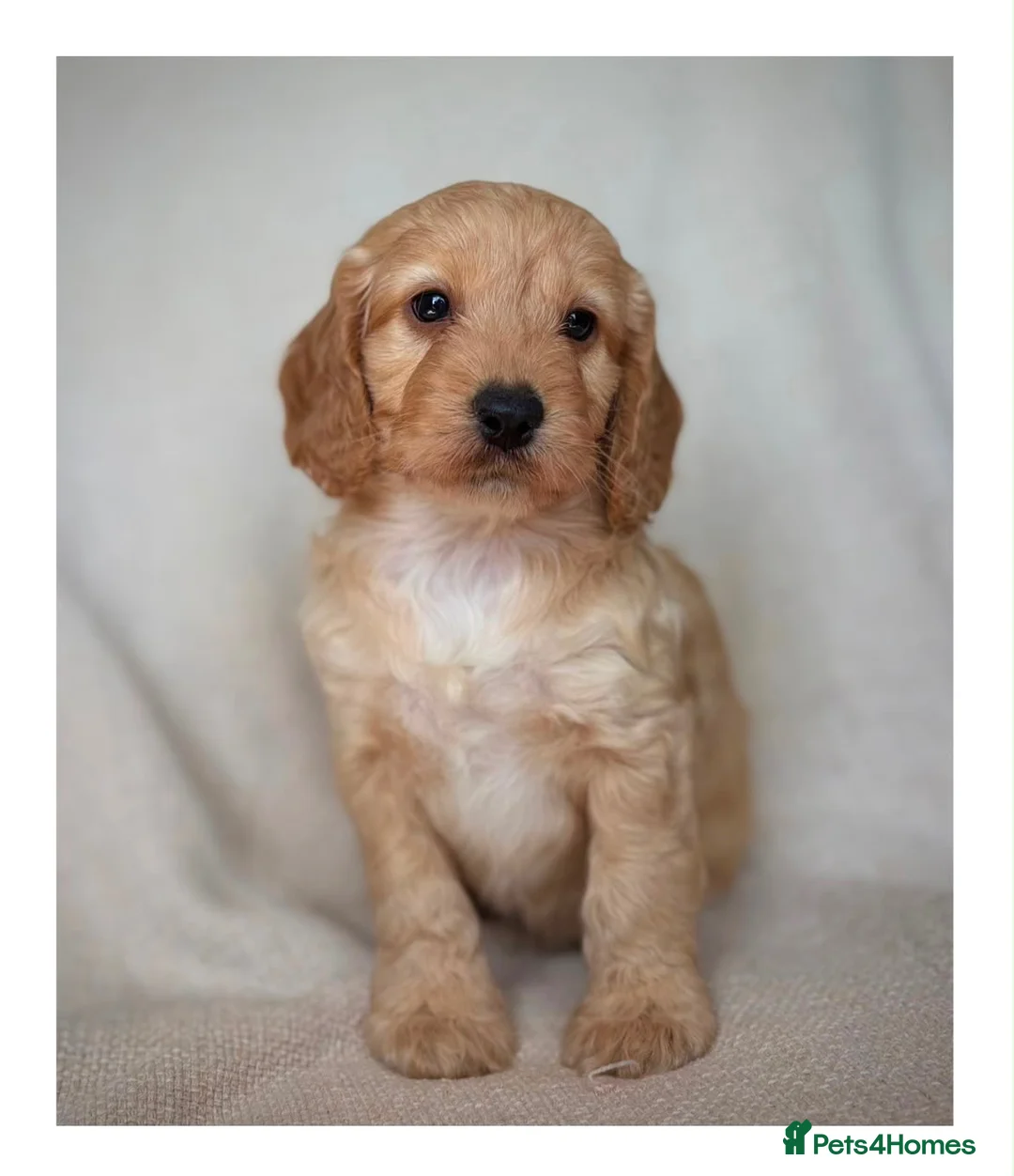 Cockapoo dogs for sale: Quality F1 Cockapoo puppies - Advert 31
