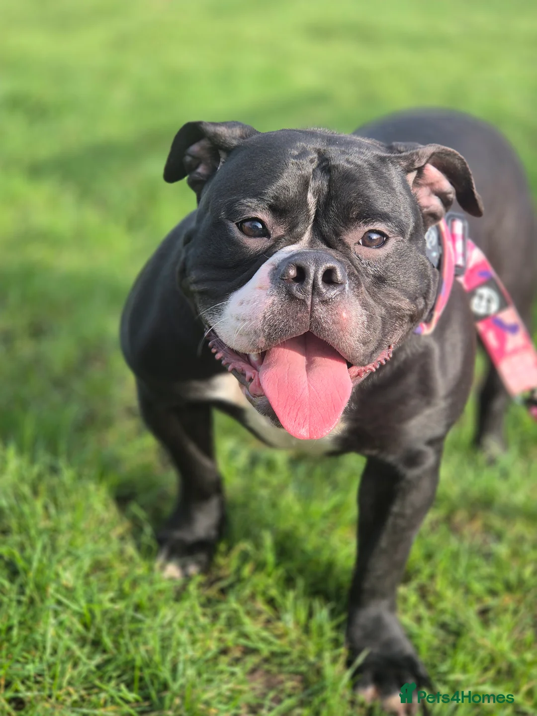 Olde English Bulldogge dogs for sale: Female 12 month olde english bulldog  - Advert 2