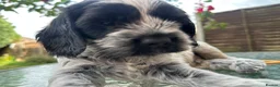 Mixed Breed dogs for sale: 6 adorable puppies  - Advert 13