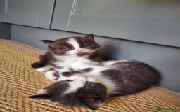 Mixed Breed cats for sale: Half pedigree kittens - Image 13