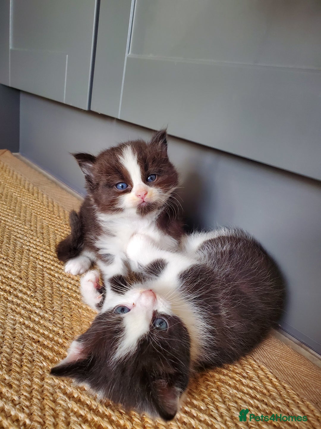 Mixed Breed cats for sale: Half pedigree kittens - Image 13