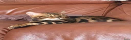 Bengal cats for stud: TICA-registered male, Max, is available for stud  - Advert 4