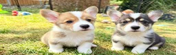 Welsh Corgi Pembroke dogs for sale: Welsh corgi (Pembroke) puppies - Advert 1