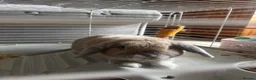 Alaska rabbits for sale: rabbit in Halifax - Advert 2