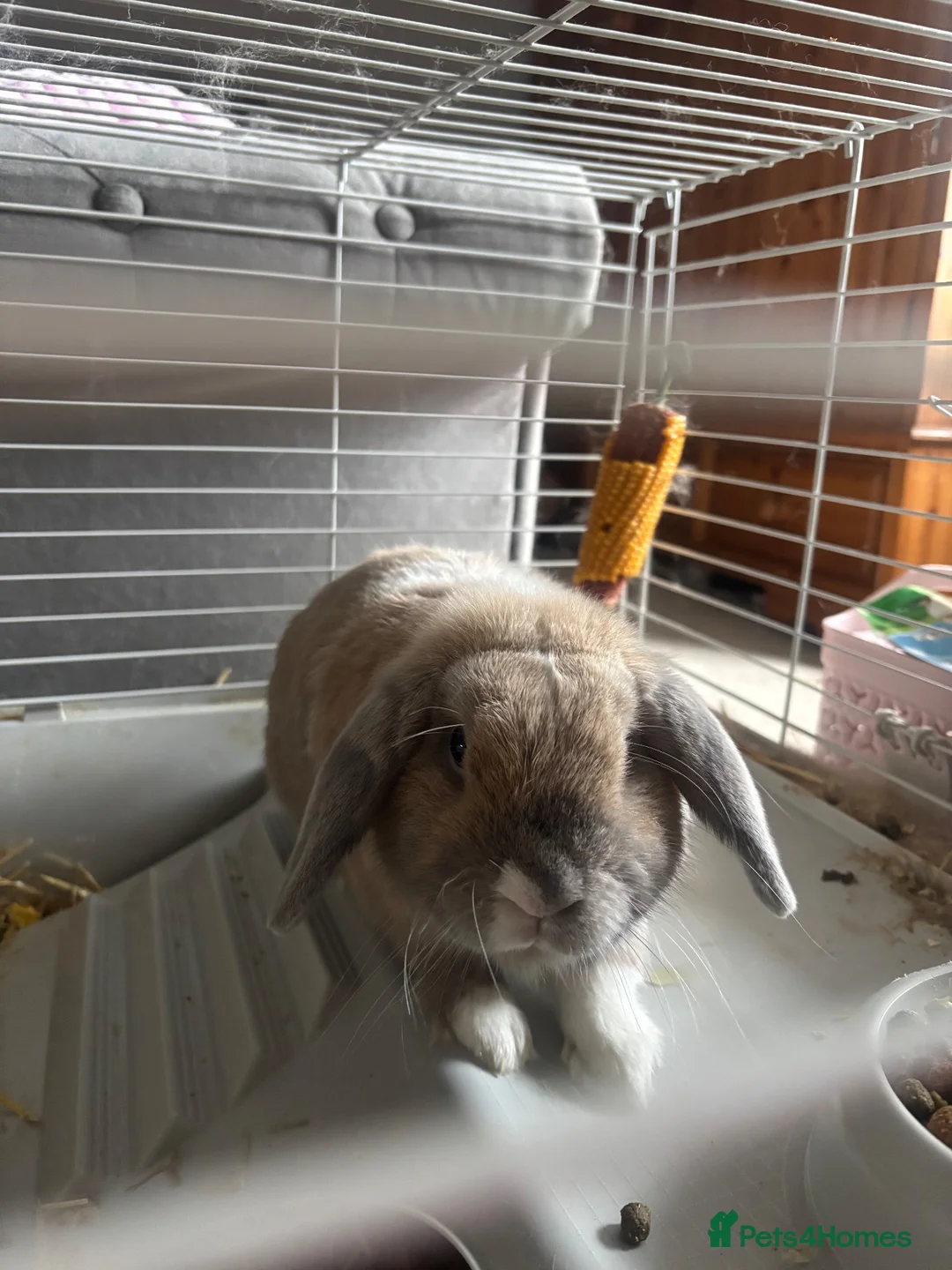 Alaska rabbits for sale: rabbit in Halifax - Advert 2