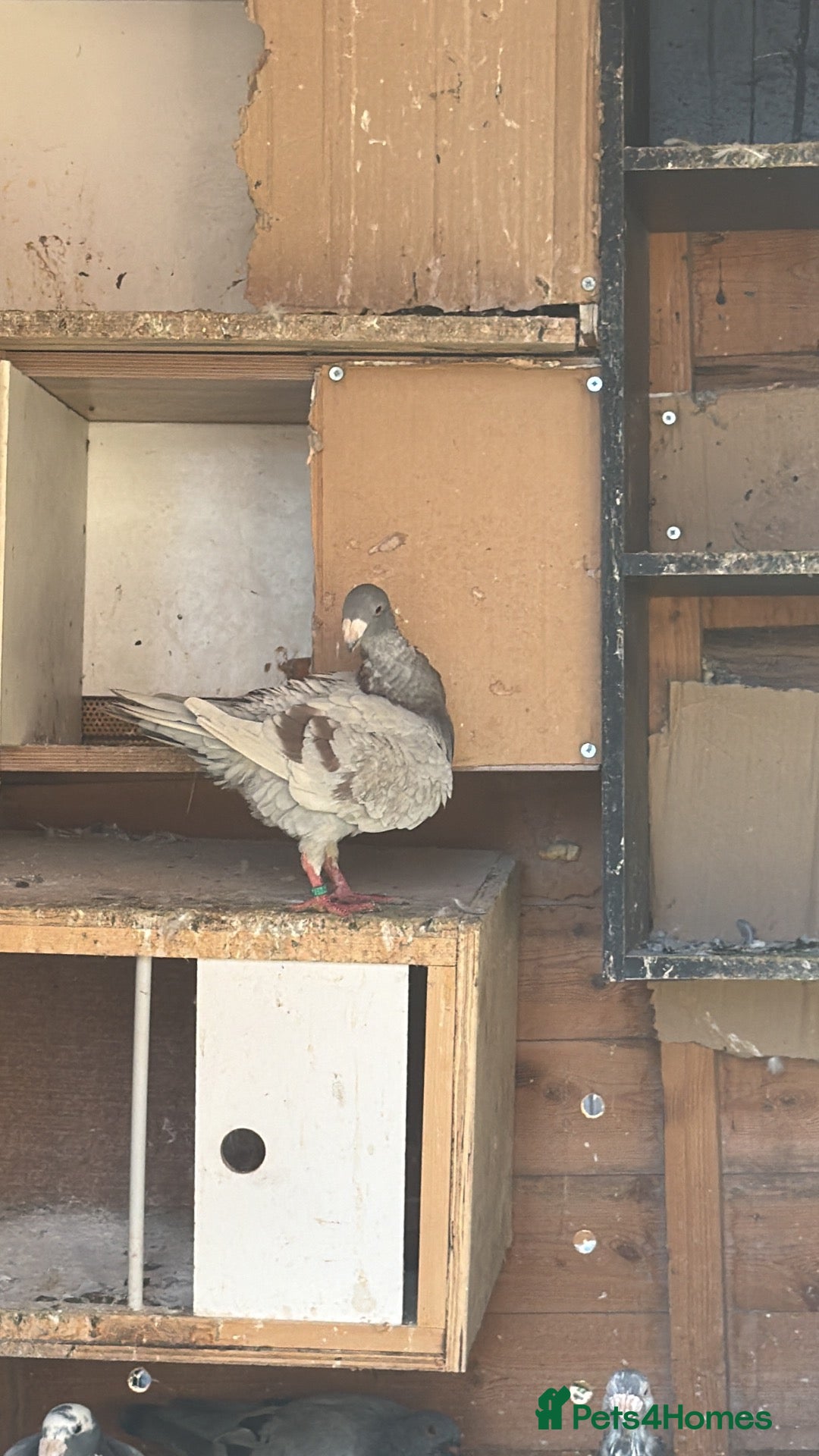 Pigeons birds German beauty for sale  - Advert 3