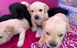 Labrador Retriever dogs for sale: Labrador puppies  - Image 2