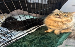 Mixed Breed cats for sale: Beautiful Persian Chinchilla cross kittens  - Image 21