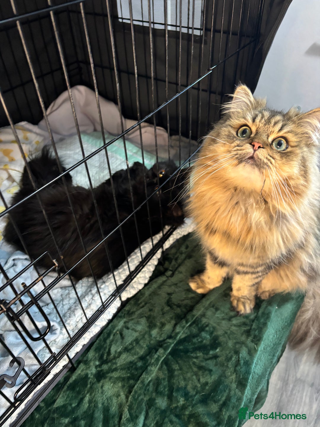 Mixed Breed cats for sale: Beautiful Persian Chinchilla cross kittens  - Image 21