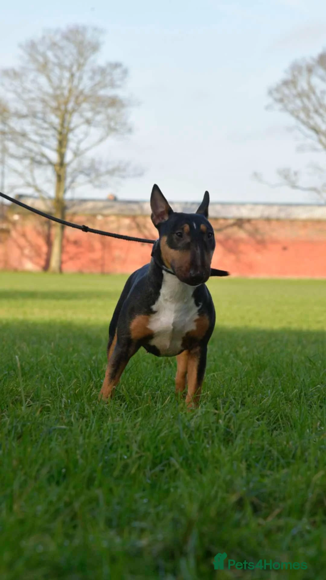 Miniature Bull terrier dogs for sale: MinatureBullTerrier Pups HealthTested TopPedigree in Preston - Advert 13