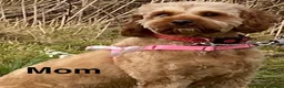 Cavapoochon dogs for sale: Beautiful Cavapoochon Puppies  - Advert 5