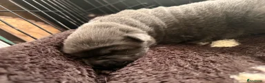 Shar Pei 2