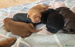 Cocker Spaniel dogs for sale: KC reg Cocker Spaniel puppies  - Image 2