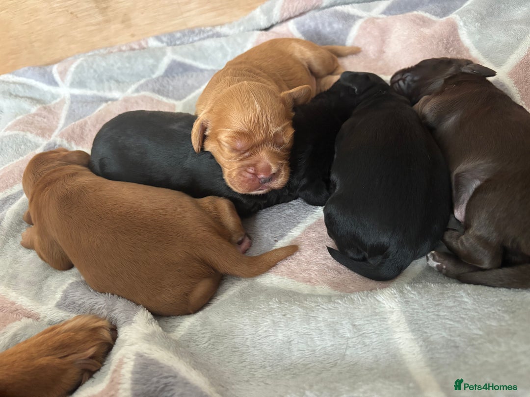 Cocker Spaniel dogs for sale: KC reg Cocker Spaniel puppies  - Image 2