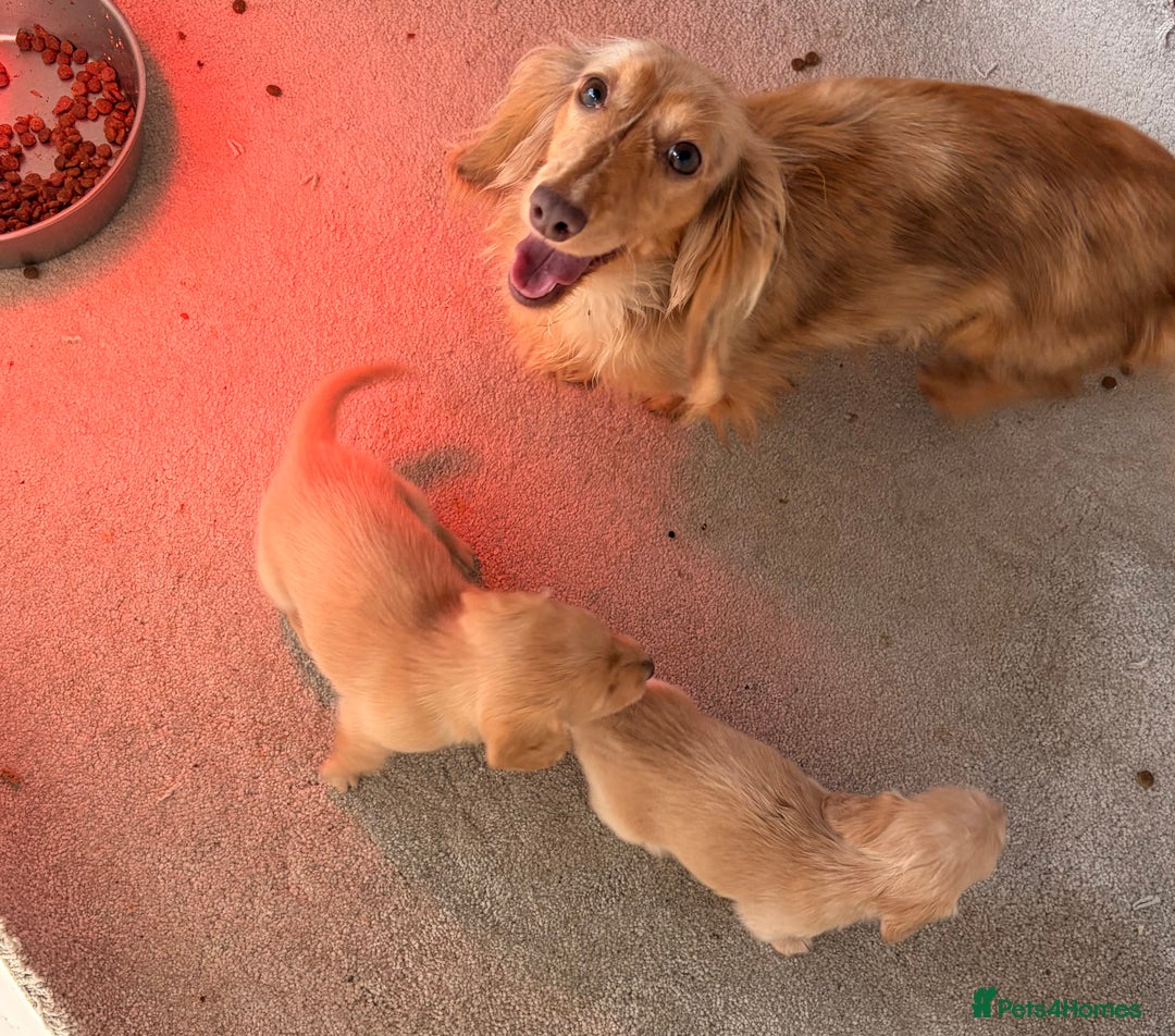 Miniature Dachshund dogs for sale: Miniature long hair dachshunds  - Image 13