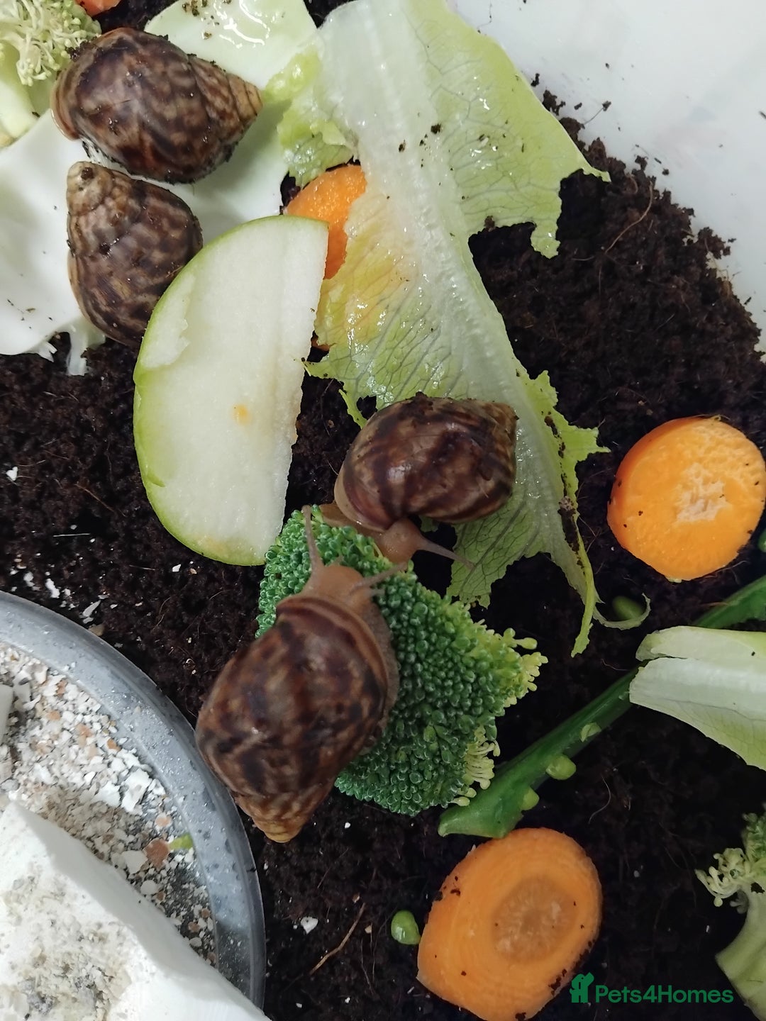 Snails invertebrates for sale: Affrican land snail babies  - Image 3