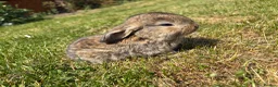French Lop rabbits for sale: Pure breed giant French lop bunnies for sale 🐰 - Advert 10