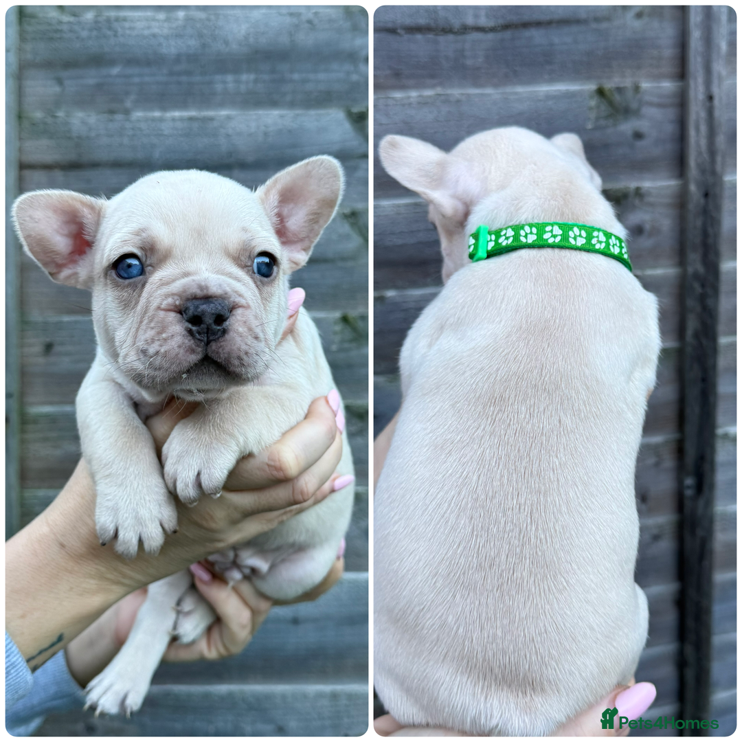 French Bulldog dogs for sale: 10 stunning coloured French bulldogs🐾 - Advert 9