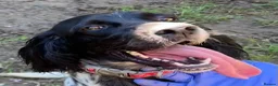 English Setter dogs for adoption: Beltza - Advert 13