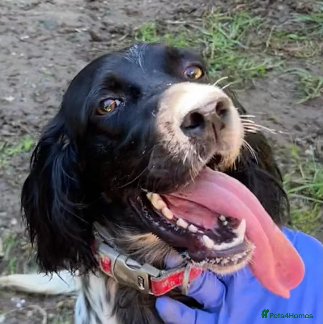 English Setter dogs for adoption: Beltza - Advert 13