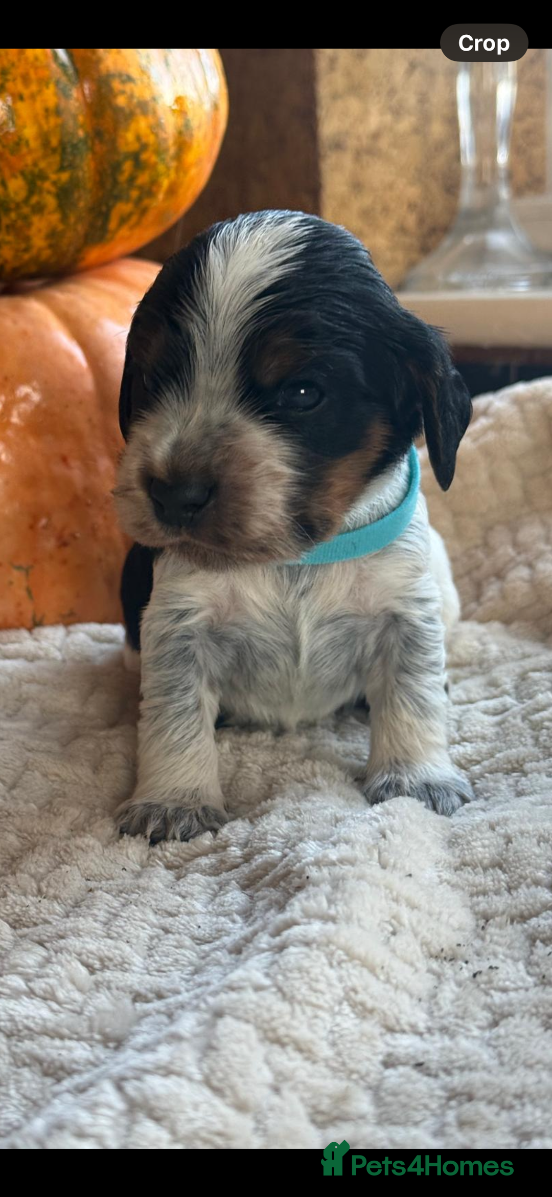 Cocker Spaniel dogs for sale: Show cocker spaniels  - Advert 2