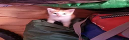 Mixed Breed cats for sale: 3 ginger and white kittens in Wakefield - Advert 5