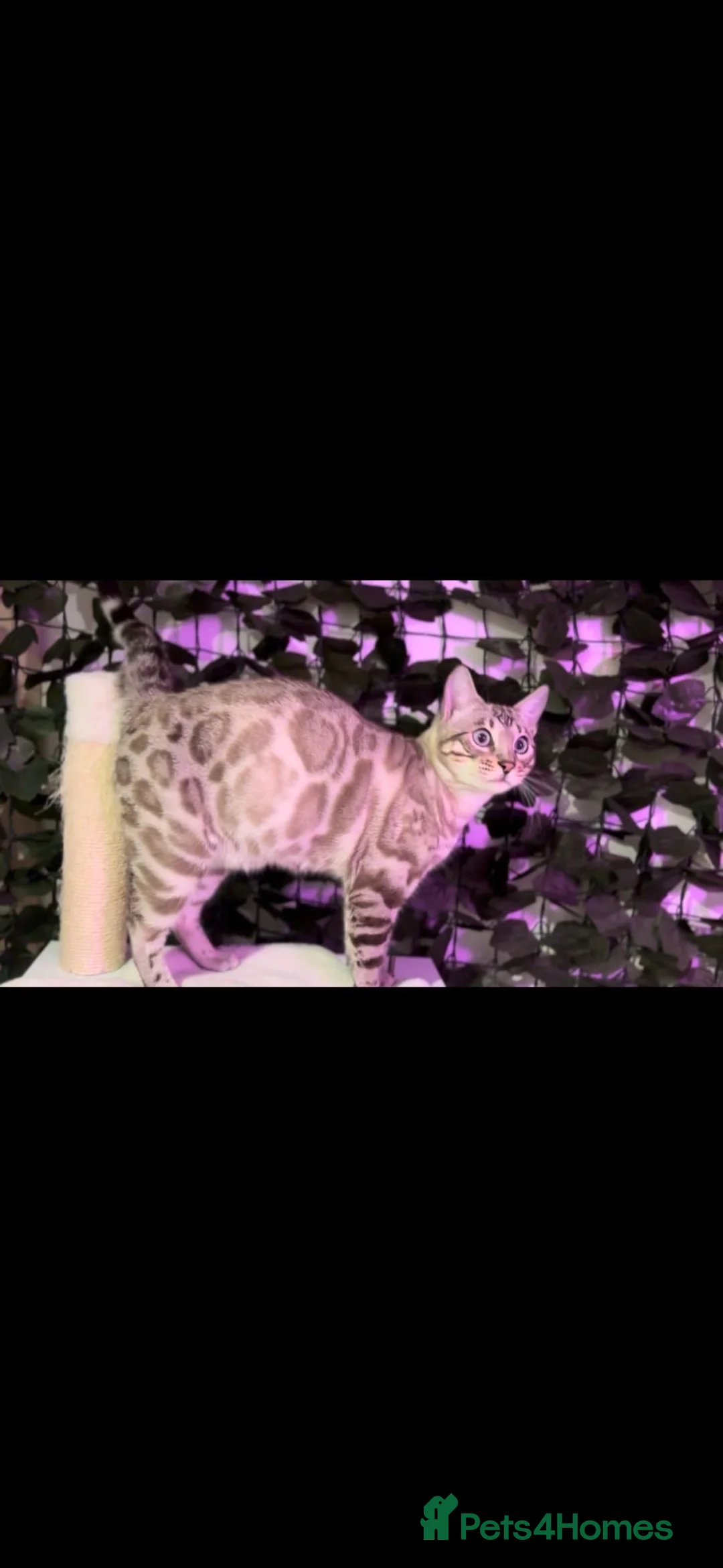 Bengal cats for sale: BEAUTIFUL MALE BENGAL LOOKING FOR HIS NEW HOME  - Advert 2
