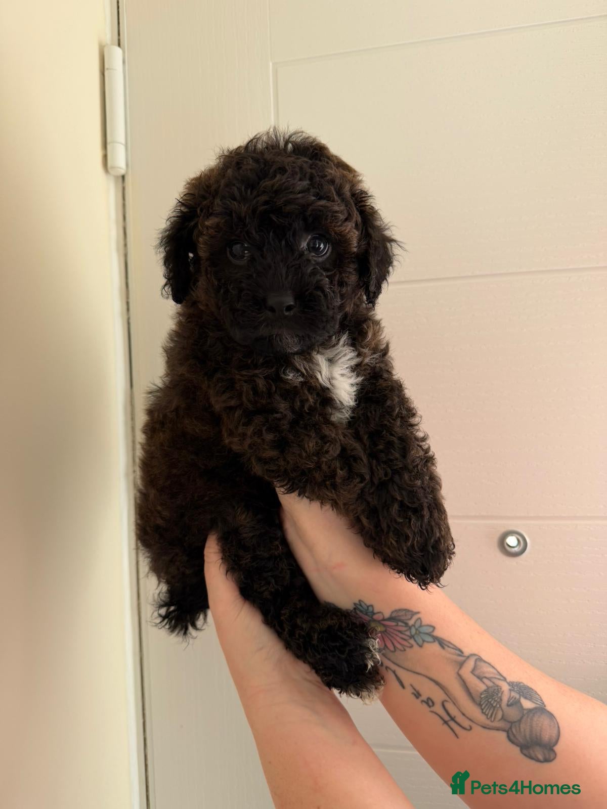 Shihpoo dogs Male shihpoo puppy - Advert 3