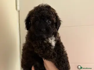 Shihpoo dogs Male shihpoo puppy - Advert 3