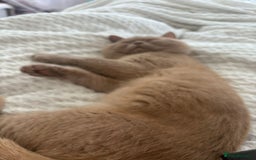 British Shorthair cats for stud: Lilac bsh stud duties - Image 2