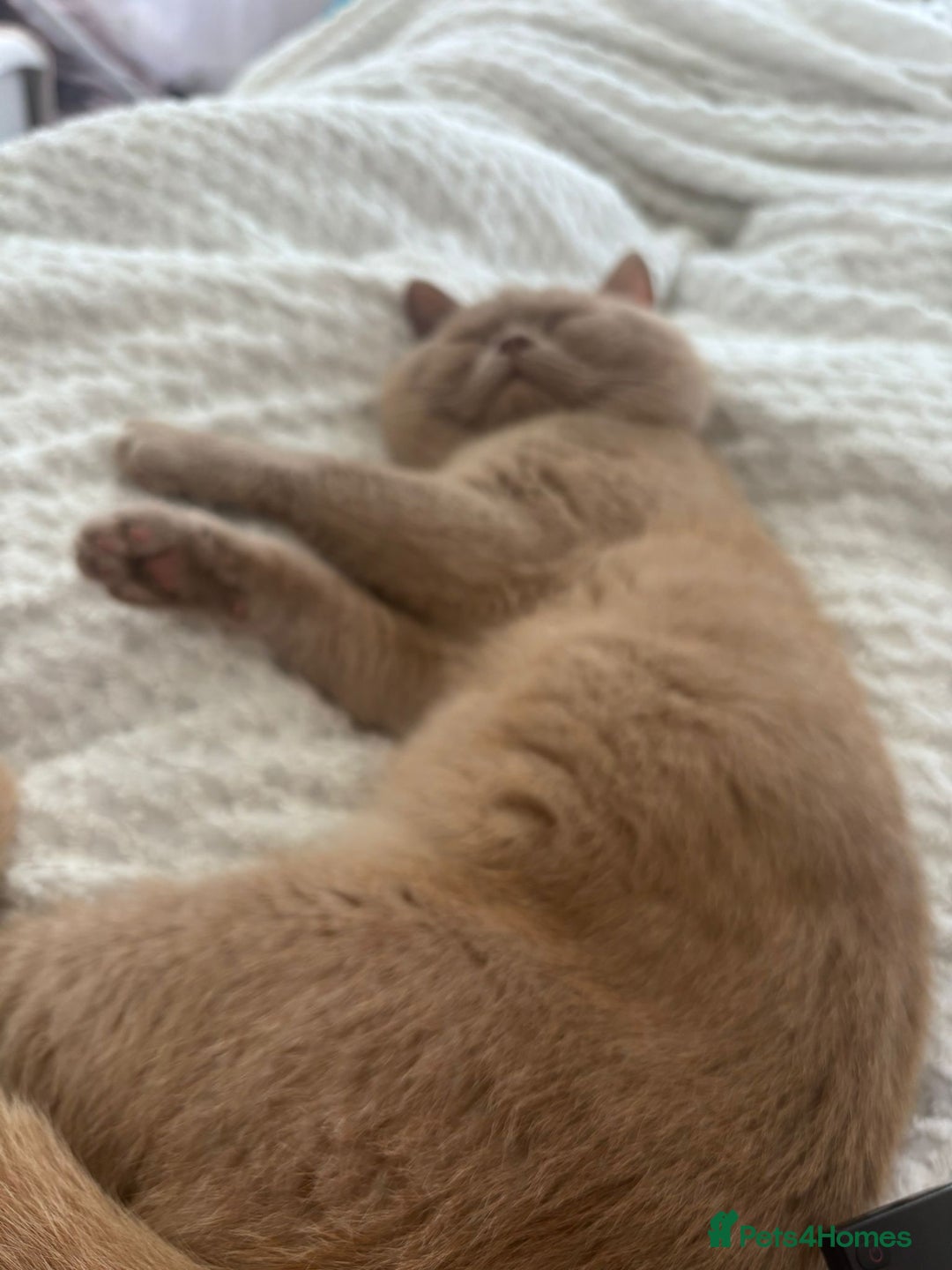 British Shorthair cats for stud: Lilac bsh stud duties - Image 2