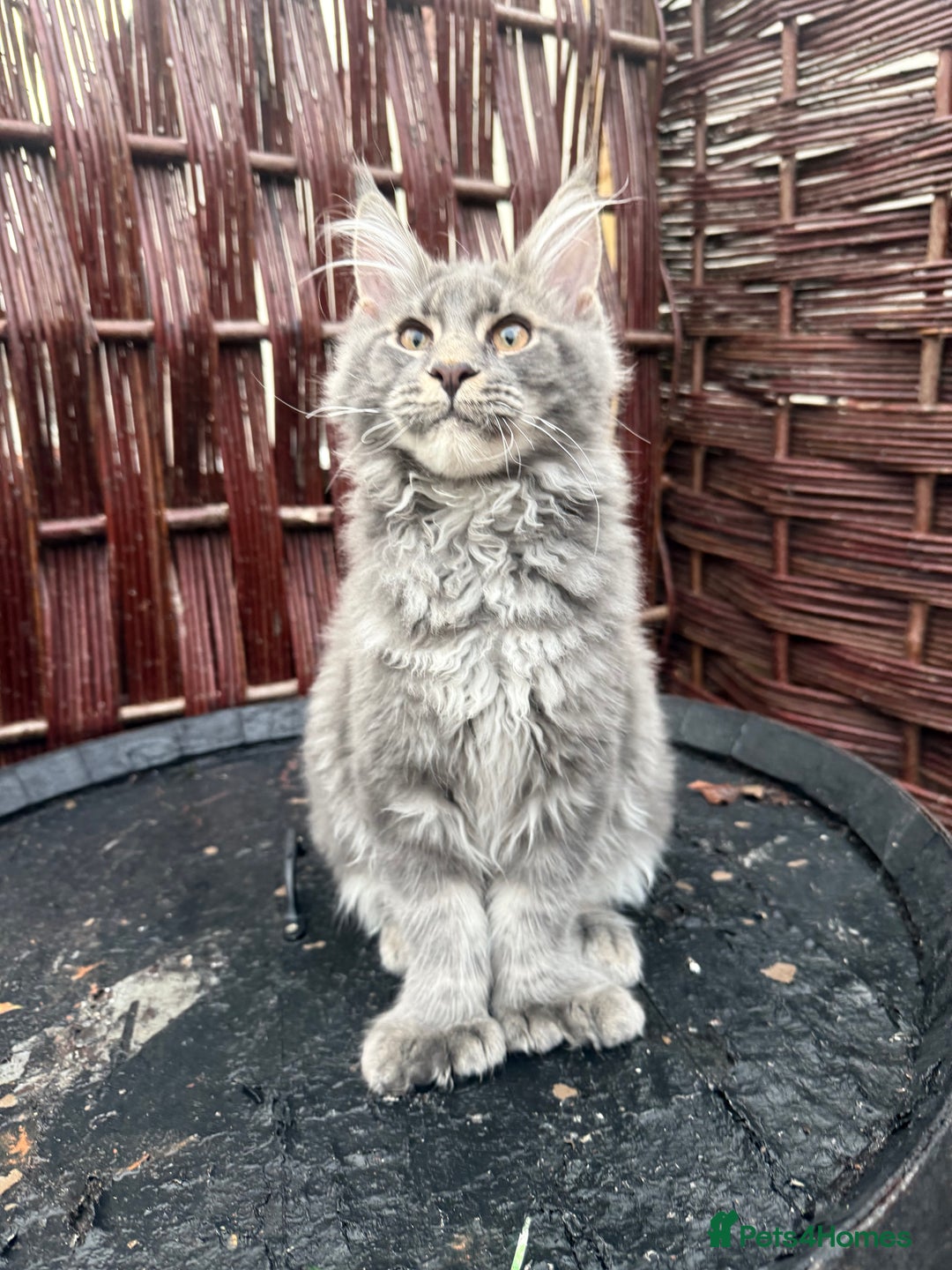 Maine Coon cats for sale: Polydactyl and non polydactyl kittens  - Advert 6