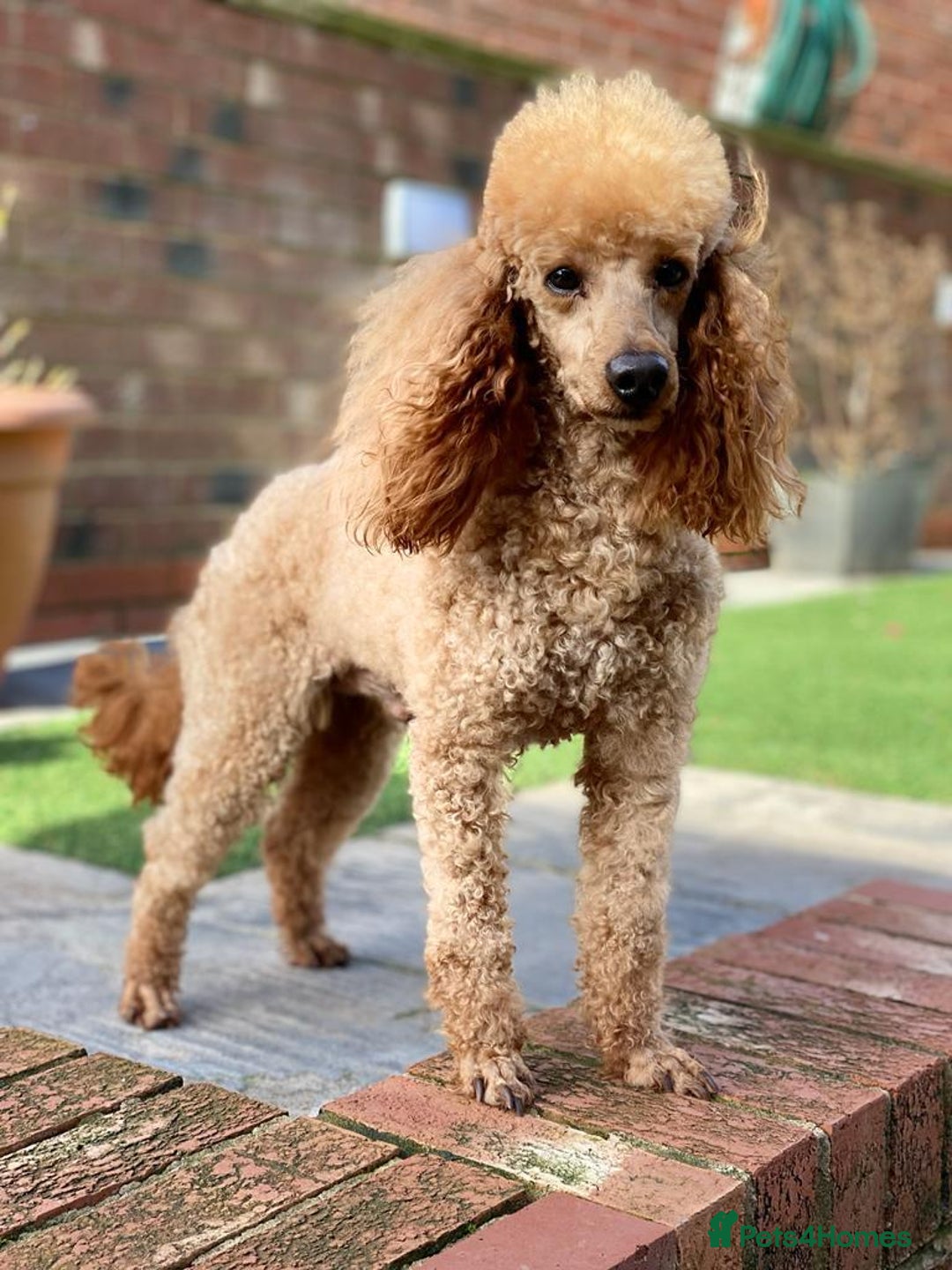 Miniature Poodle dogs for stud: Donnajays 5* PROVEN, HEALTH TESTED & PROFESSIONAL in Stafford - Advert 5
