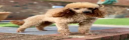 Miniature Poodle dogs for stud: Donnajays 5* PROVEN, HEALTH TESTED & PROFESSIONAL in Stafford - Advert 5