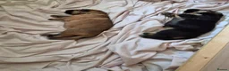 German Shepherd dogs for sale: Beautiful GSD puppies - Advert 9