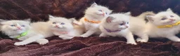Ragdoll cats for sale: EXTENSIVELY HEALTH TESTED GCCF RAGDOLL KITTENS - Advert 1