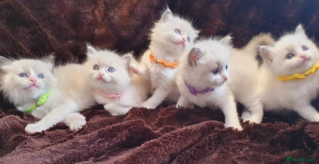 Ragdoll cats for sale: EXTENSIVELY HEALTH TESTED GCCF RAGDOLL KITTENS - Advert 1